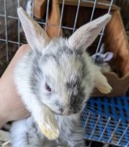 four orangies from stormy’s litter   and that bottom right one is a satin