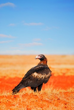 shannon-wild:  The Wedge-tailed Eagle (Aquila