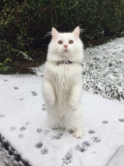 two-white-kitty-brothers:I am hooman huh huh huh