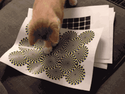 anus:  optical illusions with cats