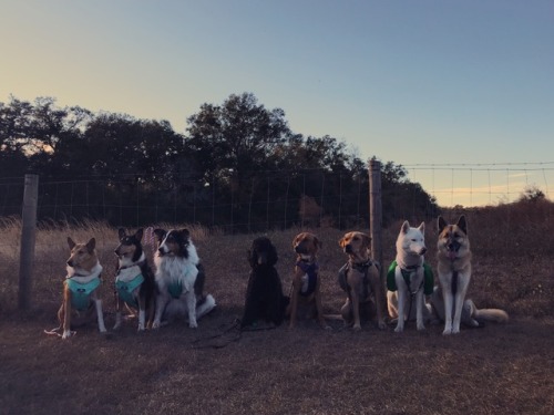 huskyhuddle:8 dogs, 6.5 miles! Little Manatee River State ParkNoodle blew my mind today with how wel