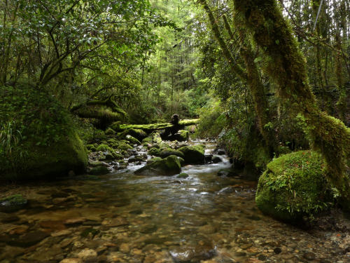 McRae’s Creek ~ Victoria Forest Park by Steve Reekie