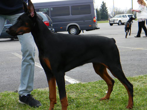 doberbutts: Livonija Baronesa Costa Brava Practicing before conformation.