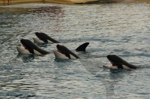 Gender: MalePod: N/APlace of Capture: Born at Marineland Antibes, FranceDate of Capture: Born Februa