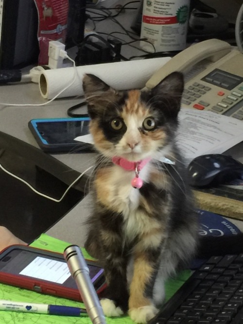 Our 911 center just adopted a new dispatcher.