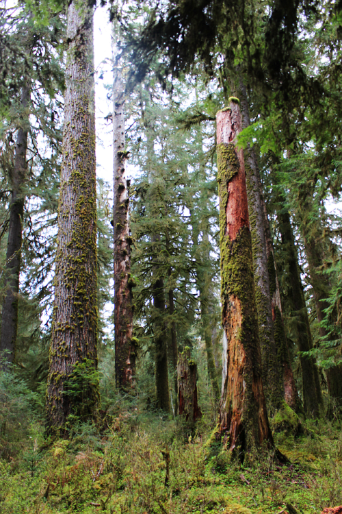 bright-witch: Ents ◈ Pacific Northwest photography by Michelle N.W. ◈ ◈ Print Shop ◈ Blog ◈ Flickr ◈