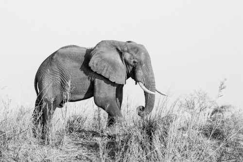 African bush elephant Loxodonta africana The African bush elephant is the larger of the two spe