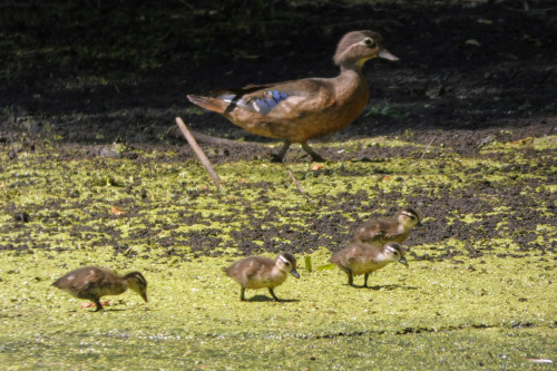 Wood Ducks (Aix sponsa)June 20, 2022John Heinz National Wildlife Refuge, Tinicum, Pennsylvania