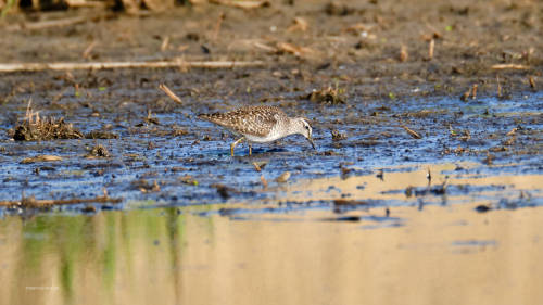 Odds and ends from the wetlands. Some pictures from the last weeks- resting barn swallows- gray wagt