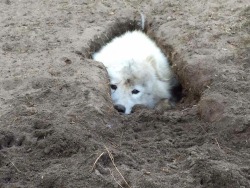 jrob0t:  pcfica: [image of white fluffy dog sitting in a a medium sized dirt hole. the dog is crouching and looking directly into the camera] 