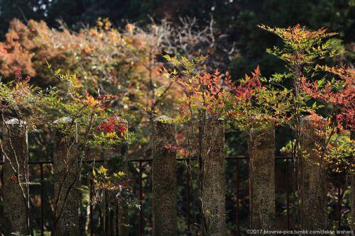 ‘21.11.19 松尾寺にてここんとこ玉石混合な出来事が続いて、ちょっと気持ちも不安定なので日本最古の厄除け寺へお参り。いい天気で紅葉も見頃。30分程度の滞在でしたが、心が少し穏やかになったような気