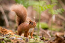 creatures-alive:  (via 500px / Red Squirrel