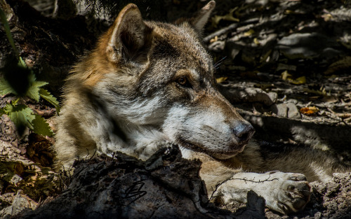 w-o-l-f–g-i-r-l:  Wolf by  Erwin Schröder  