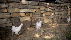 wiccanthropy:   Fluffy Chicken Day 2013  It seems like just an hour ago we helped