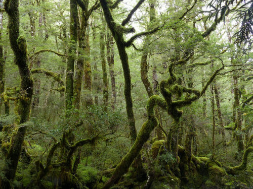 High altitude beech forest, Rahu River, Victoria Forest Park by New Zealand Wild on Flickr.