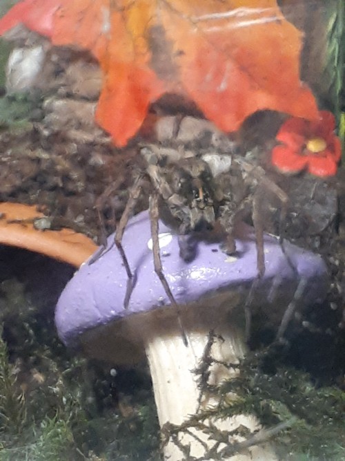 Aspera