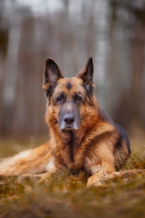 h4ilstorm:  German Shepherd 