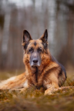 h4ilstorm:  German Shepherd 