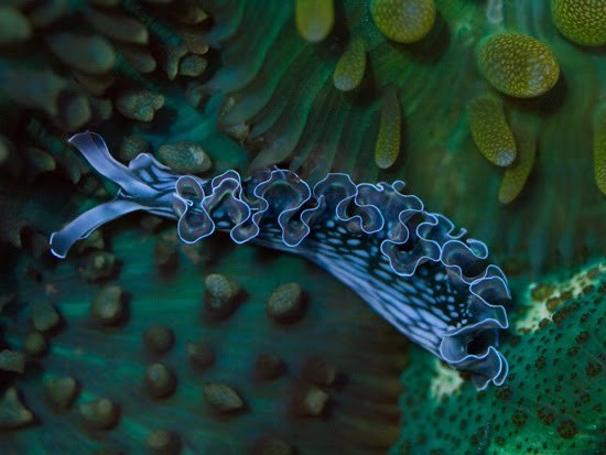 ainawgsd:Rainbow of Sea Slugs-Blue