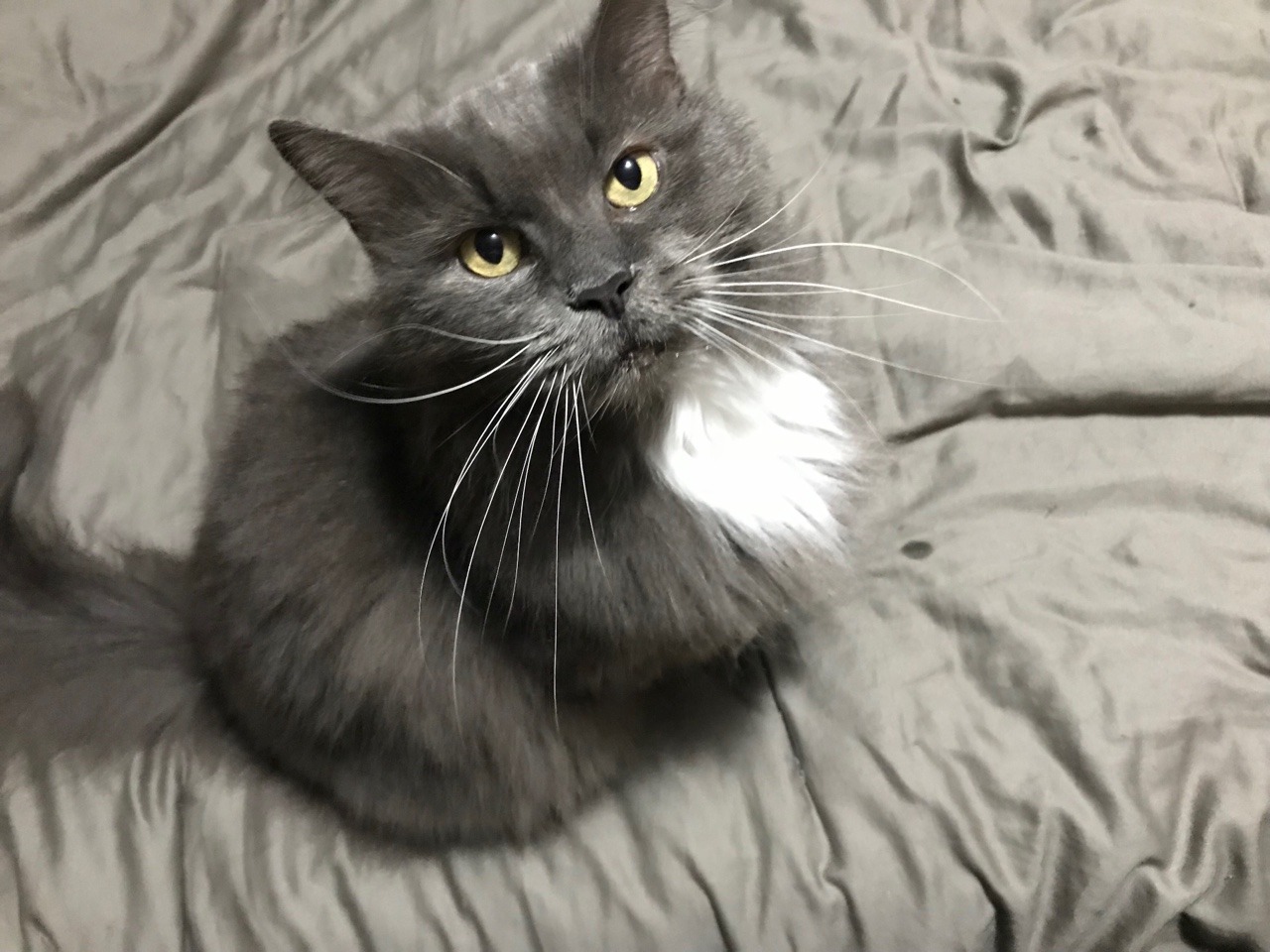 fluffy tuxedo cat