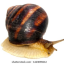 justarandomsnail