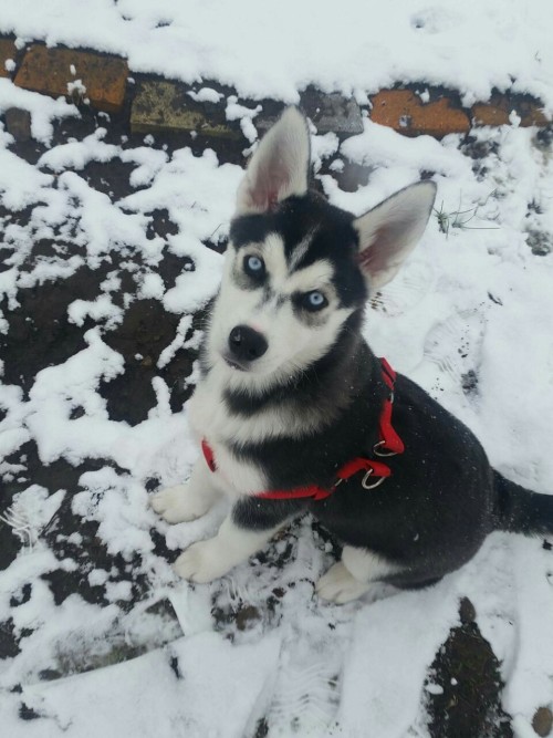 mkayynicole:  My handsome husky, Archer! :) 