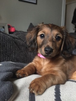 handsomedogs:Maceymay the mini Doxie, she loves snuggles, playing and random fits of running in circles! - Andrea David