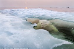 sixpenceee:  A polar bear peers up from beneath the melting sea ice on Hudson Bay, Canada. Photo by Paul Souders.  