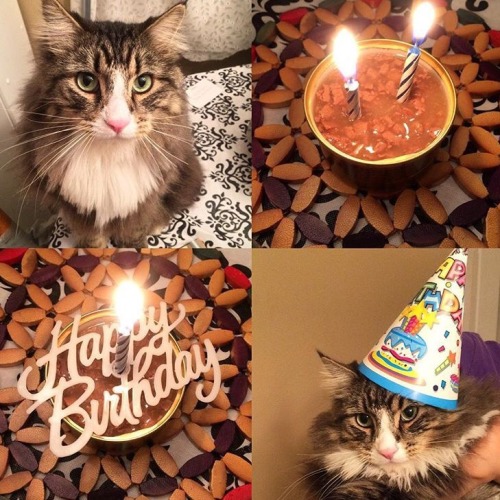 it was my cat Carl’s birthday! he turned 2 years old. (submitted by gorgeeeous)