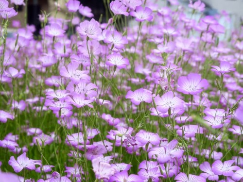 Agrostemma Flower.