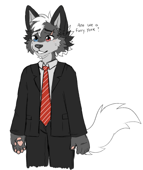 Yep, I Made Myself A York/Zach Furry Oc, Named Him Yorkie