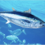 tunamackerel