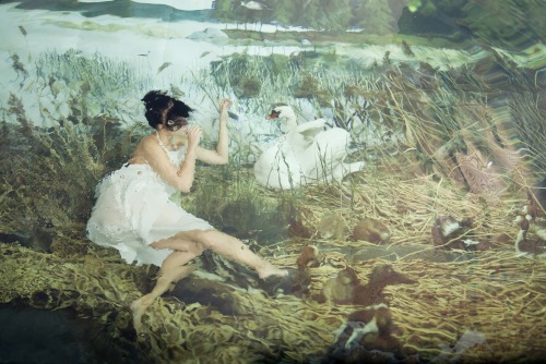 moss-girl:Swan by Susanna Majuri