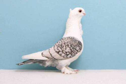earthlynation:Fancy Pigeon Appreciation. SourceWow, the new characters in Hatoful Boyfriend game loo