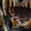 primal-hunger