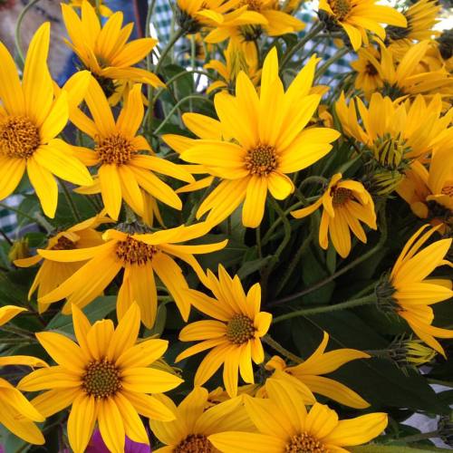 Sunchoke flowers spotted today at the Greenmarket. They’re edible and have the same nutty, del