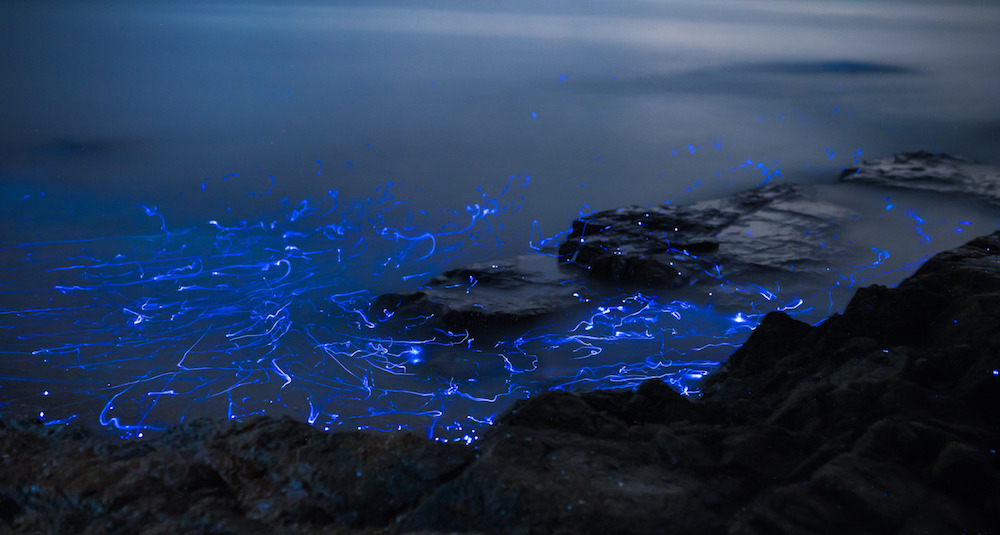 itscolossal:  More: Blue Rivers of Bioluminescent Shrimp Trickle Down Oceanside