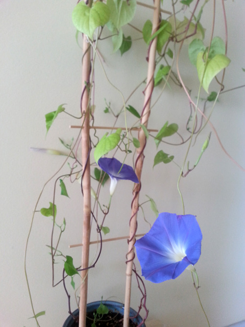 Sowed these back in April because I’d never seen morning glories in real life before despite having 