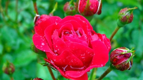 But he who dares not grasp the thorn should never grave the rose. Rose with rain drops, Bachhaus Eis