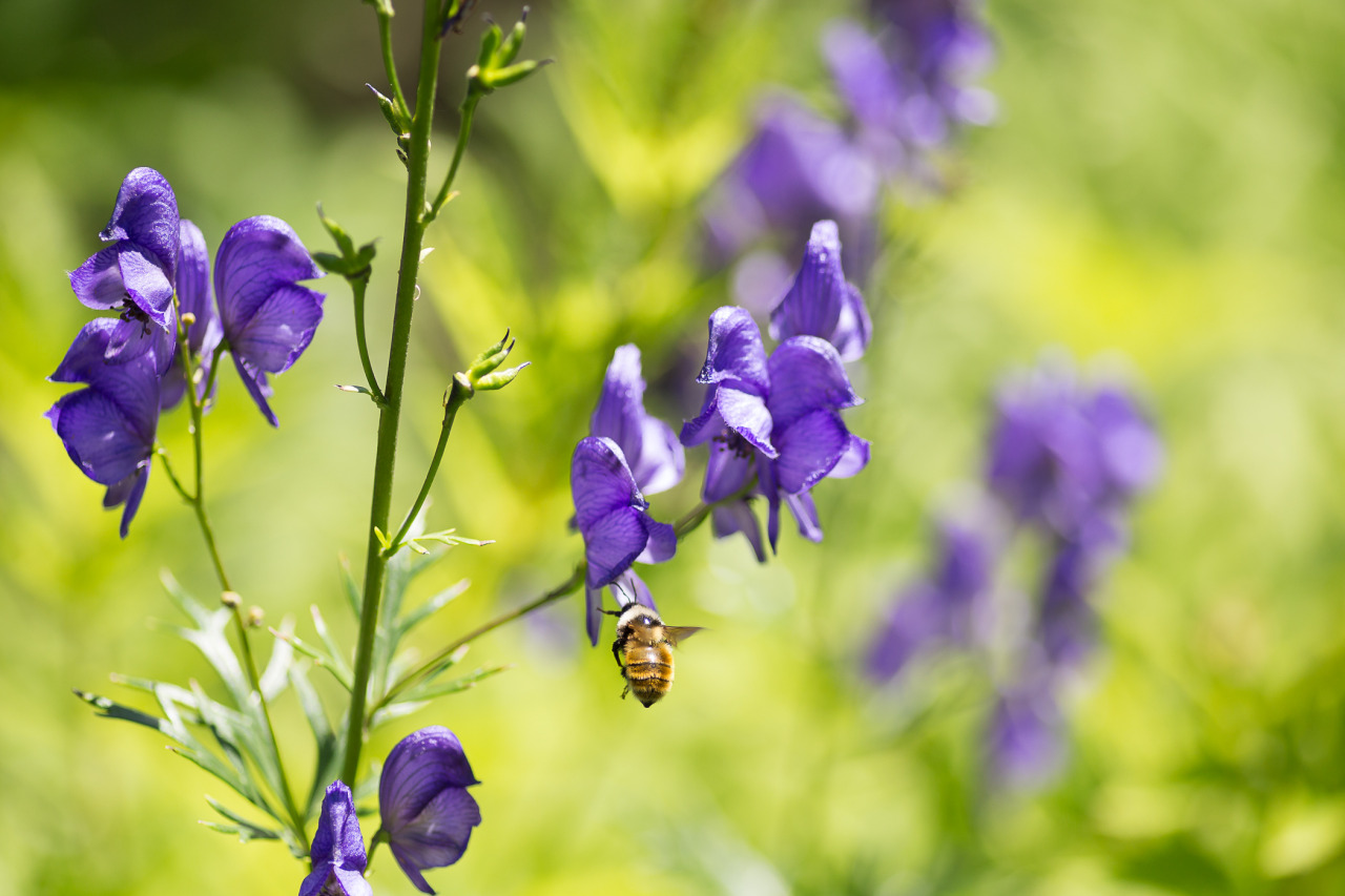 lobo-de-luna:  bee therapy 