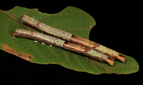 sinobug: “Stripped Bark” Moth Caterpillars, unidentified by Sinobug (itchydogimages) on