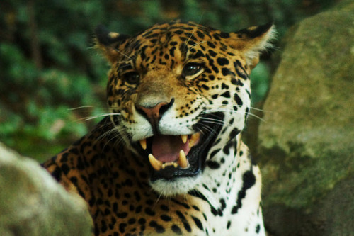 jaguarappreciationblog:Jaguar (Panthera onca) by Paul MOINE on Flickr.