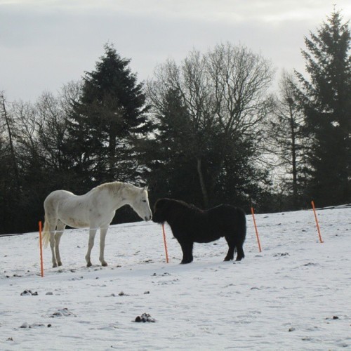 Complementary forces: yin yang #balance #beautiful #newtondee #scotland #yinyang