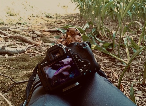 Mushrooms through the lens 