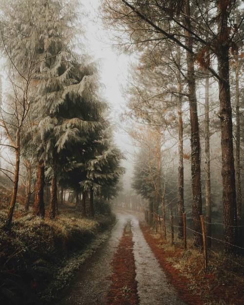 leireunzueta:1.5ºC in the forest and snow in the mountains. Today it’s wet and foggy outside but this atmosphere was really worth getting soaked.