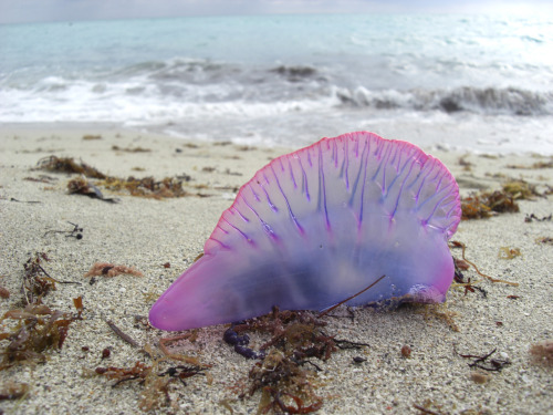 scienceyoucanlove: Portuguese Man-of-War Anyone unfamiliar with the biology of the venomous Portugue