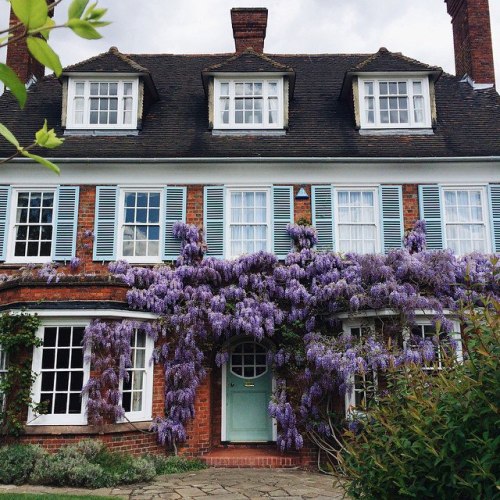 homerics:  dreamy wisteria in london ♥ 