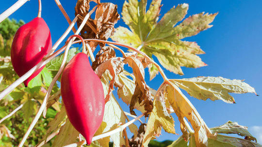 Genetic engineering turns a common plant into a cancer fighter