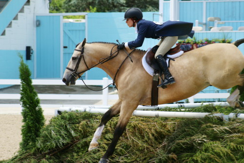 twohearts-onemind: This horse makes any photo look good tbhGolden’s Guidam and Michelle GraysonUSHJA