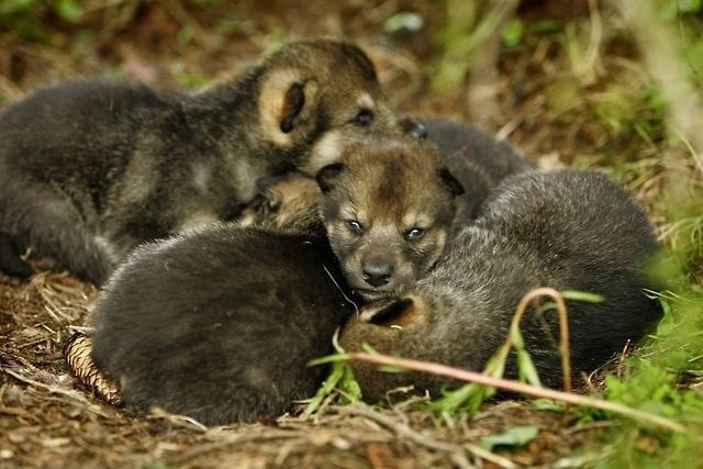 wolfpause:  passionforwolves:  Wolf Pups/Cubs  Precious. 